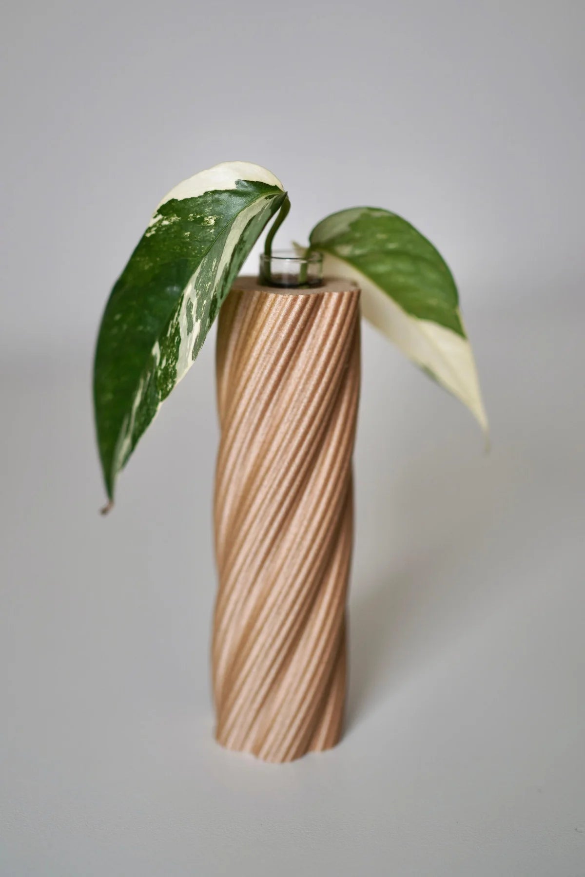 RootNest Plant Propagation Tube Vases, Test Tube Holder, Planter (Set Of 3)